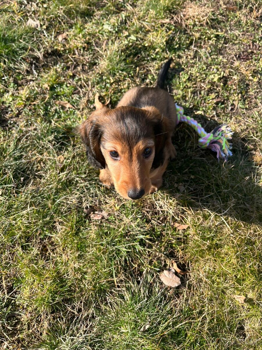 Jezevčík dlouhosrstý trpaslisčí - 2