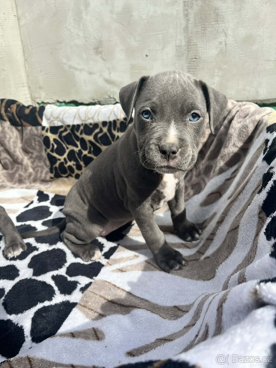 Stafordšírský bulteriér - 2