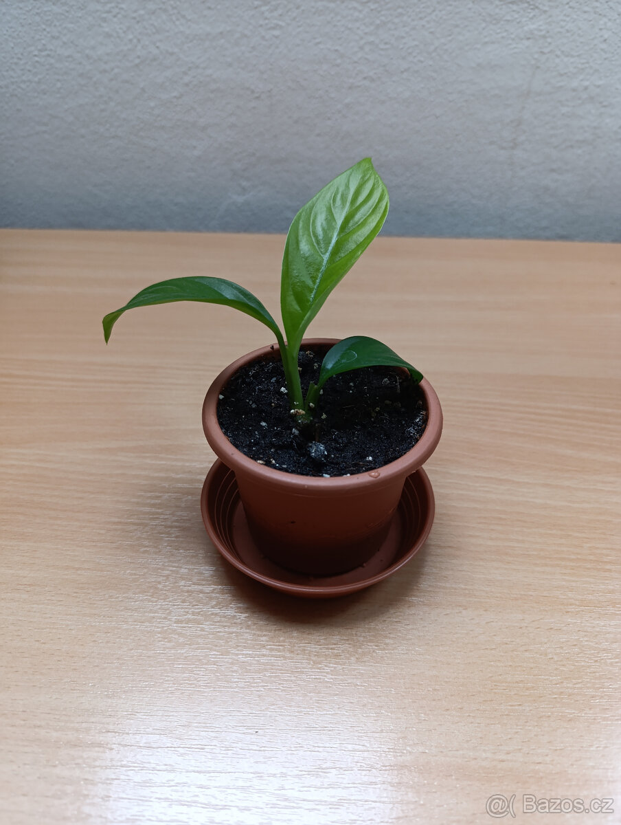 Rhaphidophora foraminifera - 2