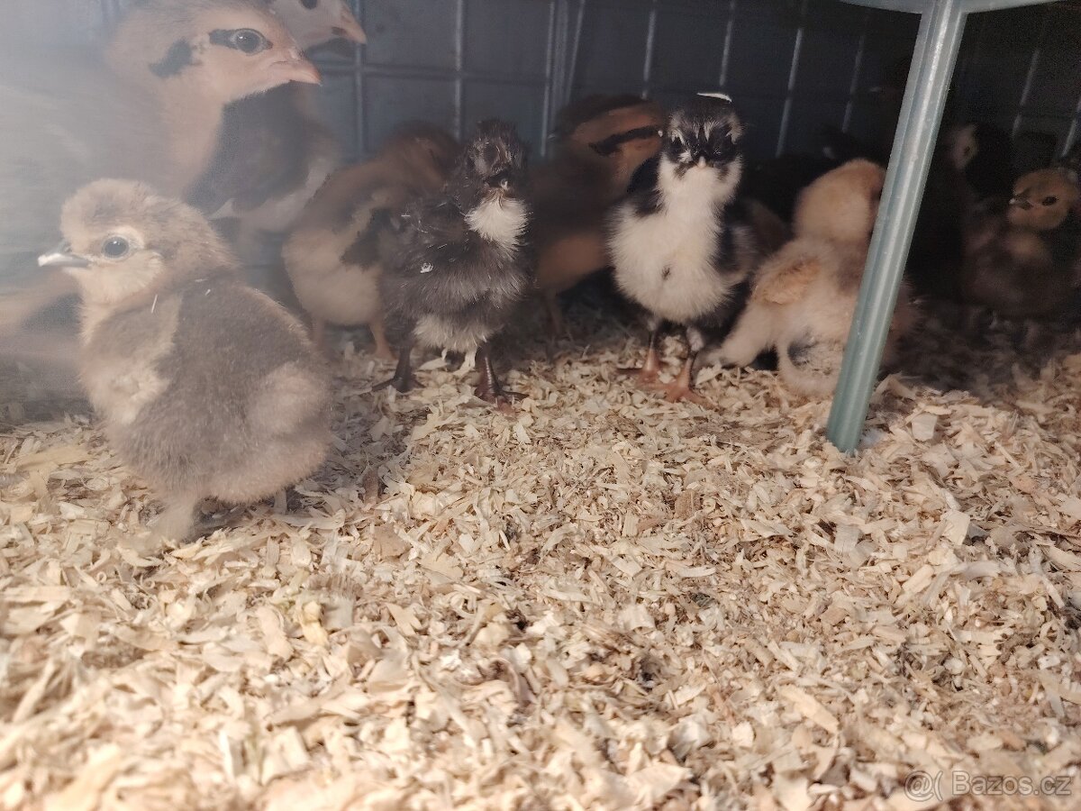 Kuřata - 2