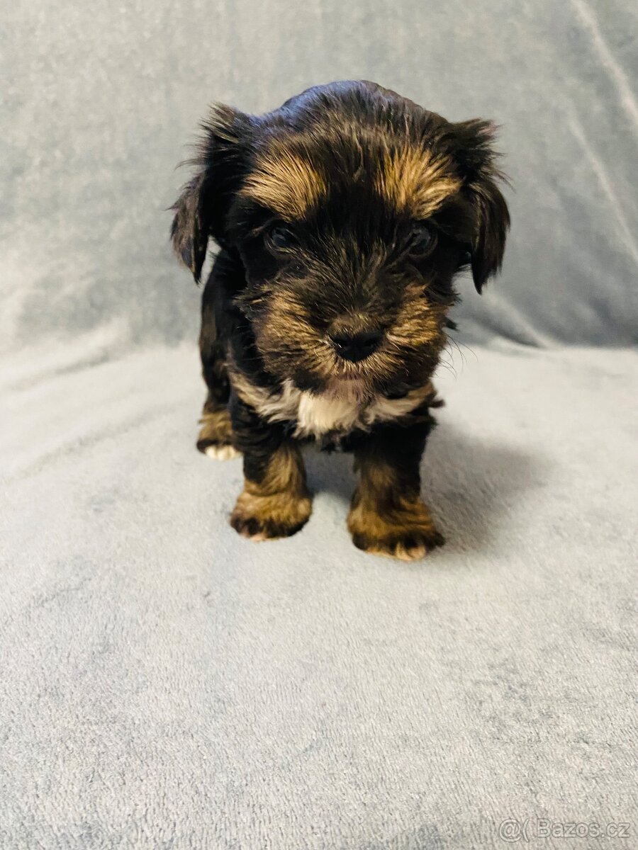Jorkšírský teriér - 2