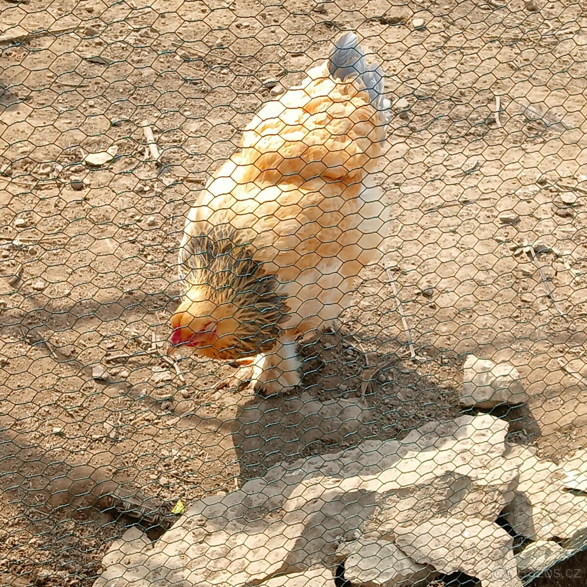 Násadová vejce - 2