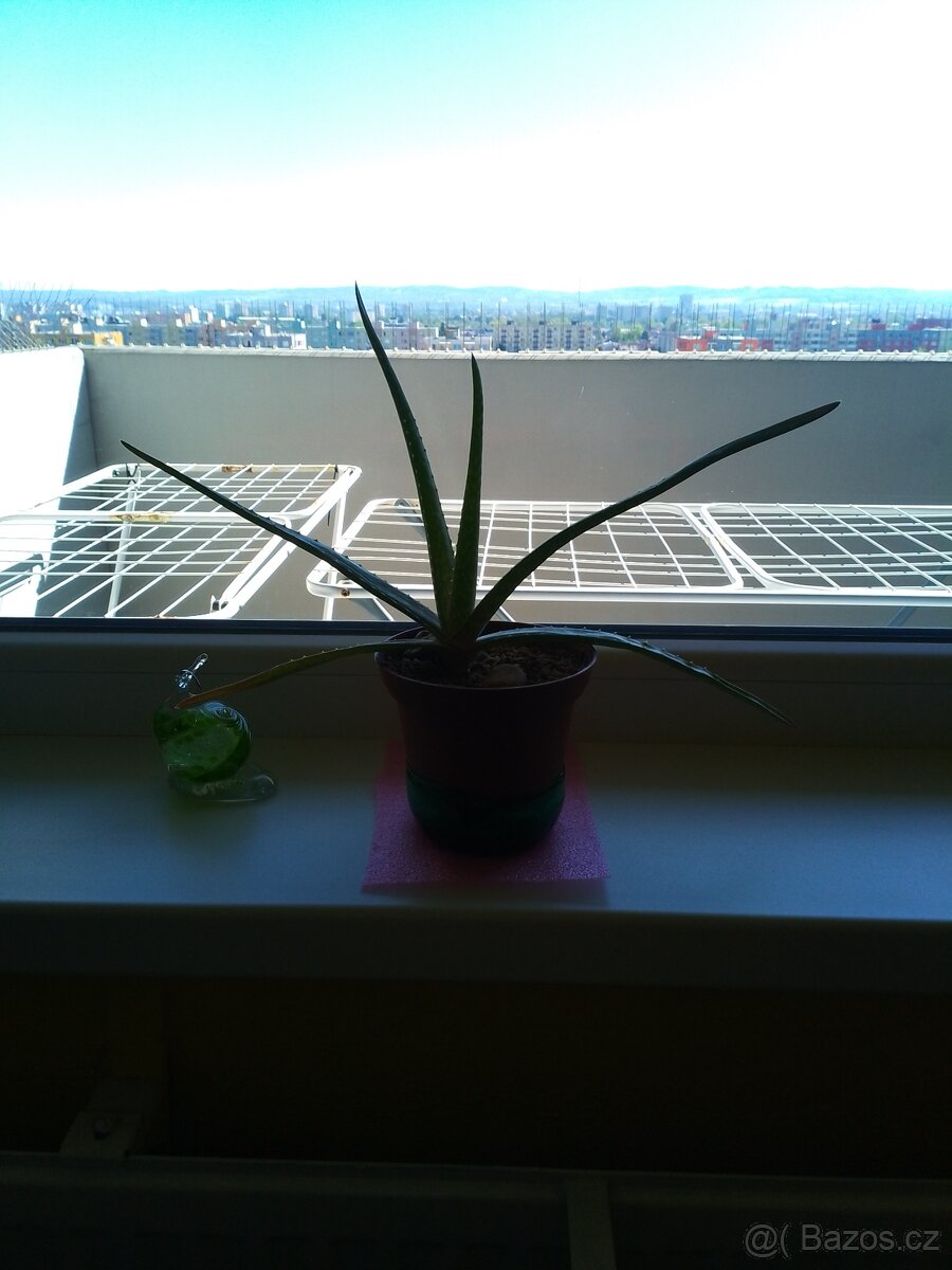 Aloe Vera máte zájem - 2