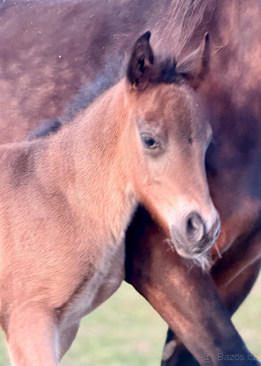 Hřebeček Welsh Cob - D - 2