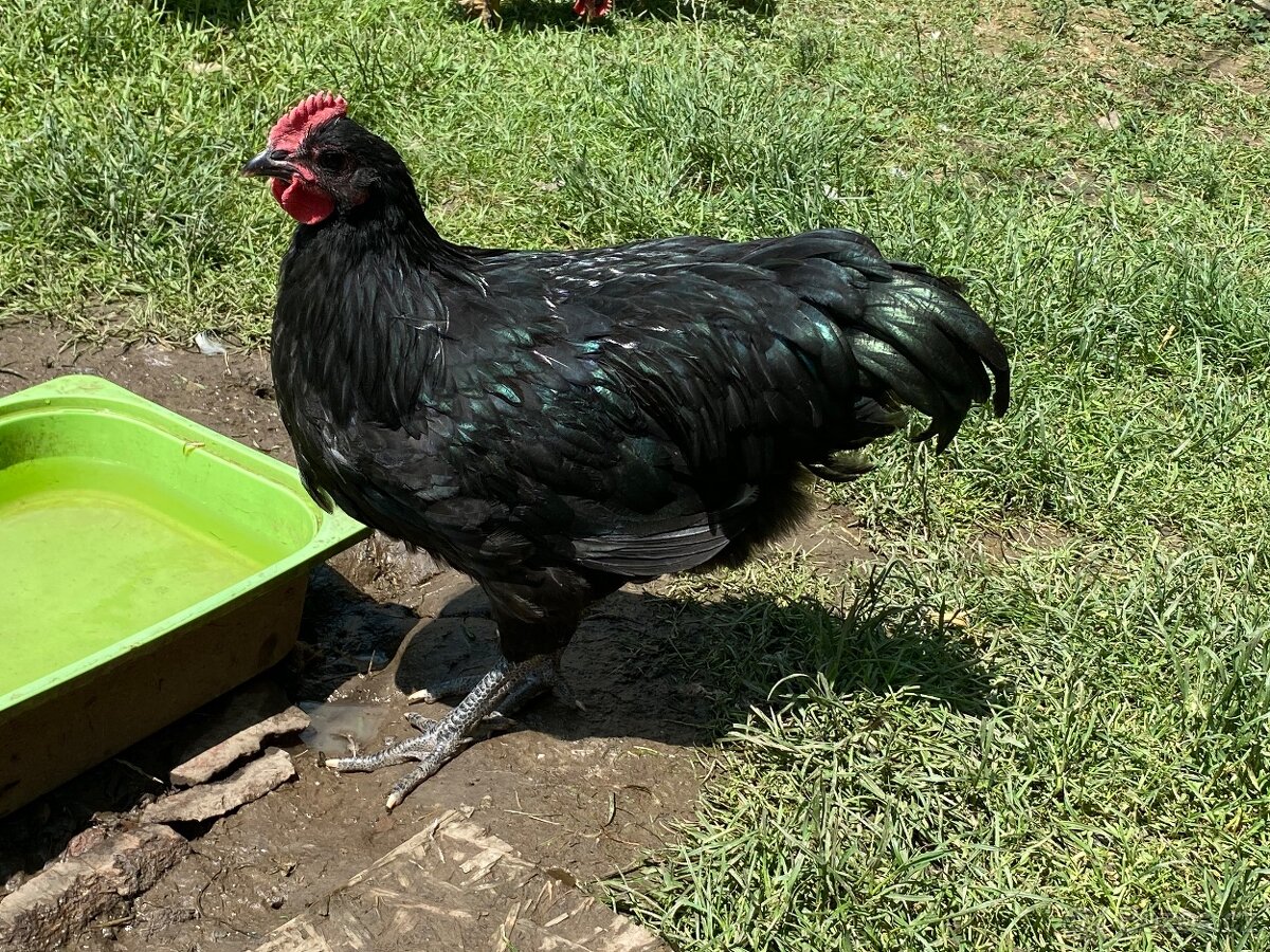 Australka kohoutek - 2