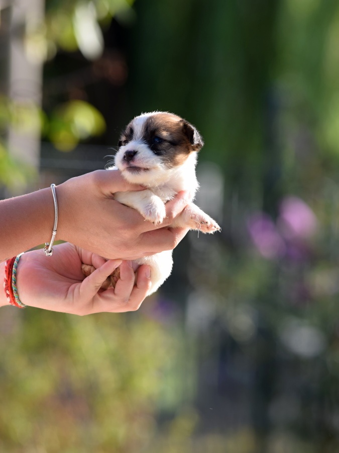 Jack Russel teriér s PP - Azara Lars - 2