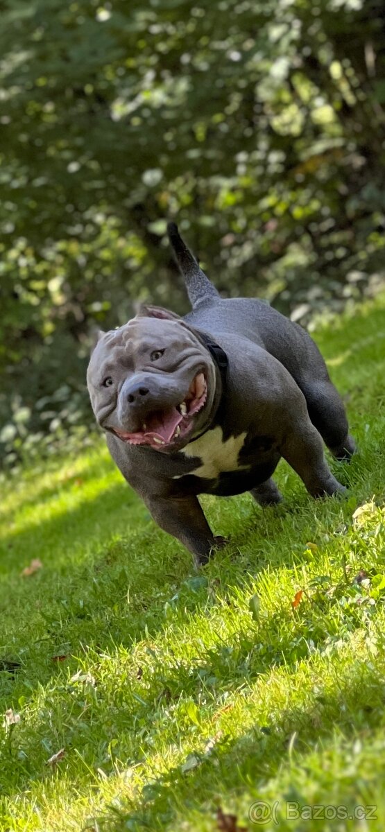 American Bully Pocket – krytí (ABKC) - 2