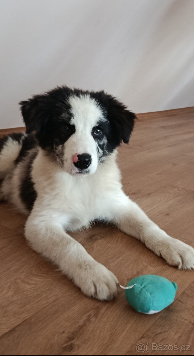 Blue merle pejsek border kolie - 2