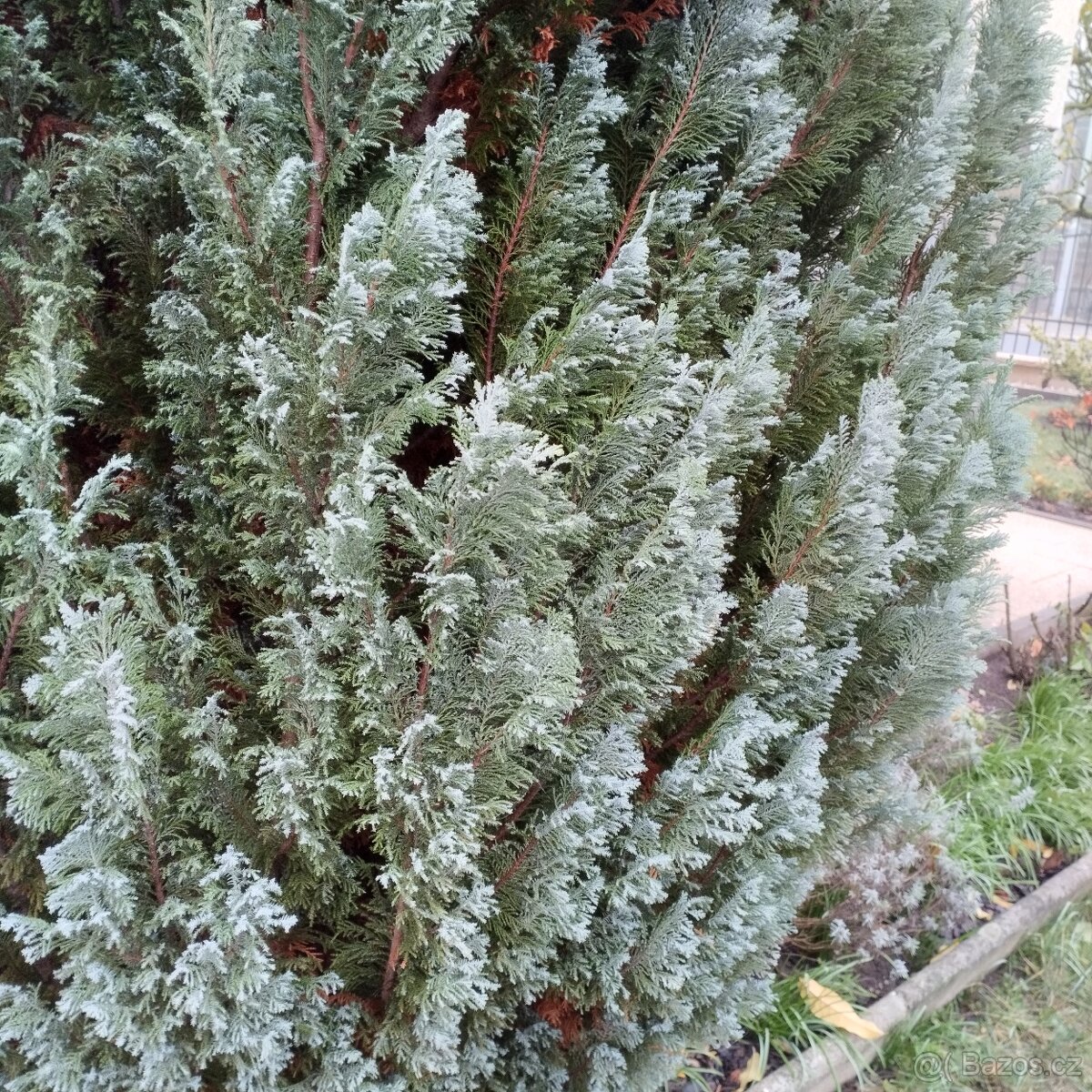 Cypřiš na ořez větví - 2