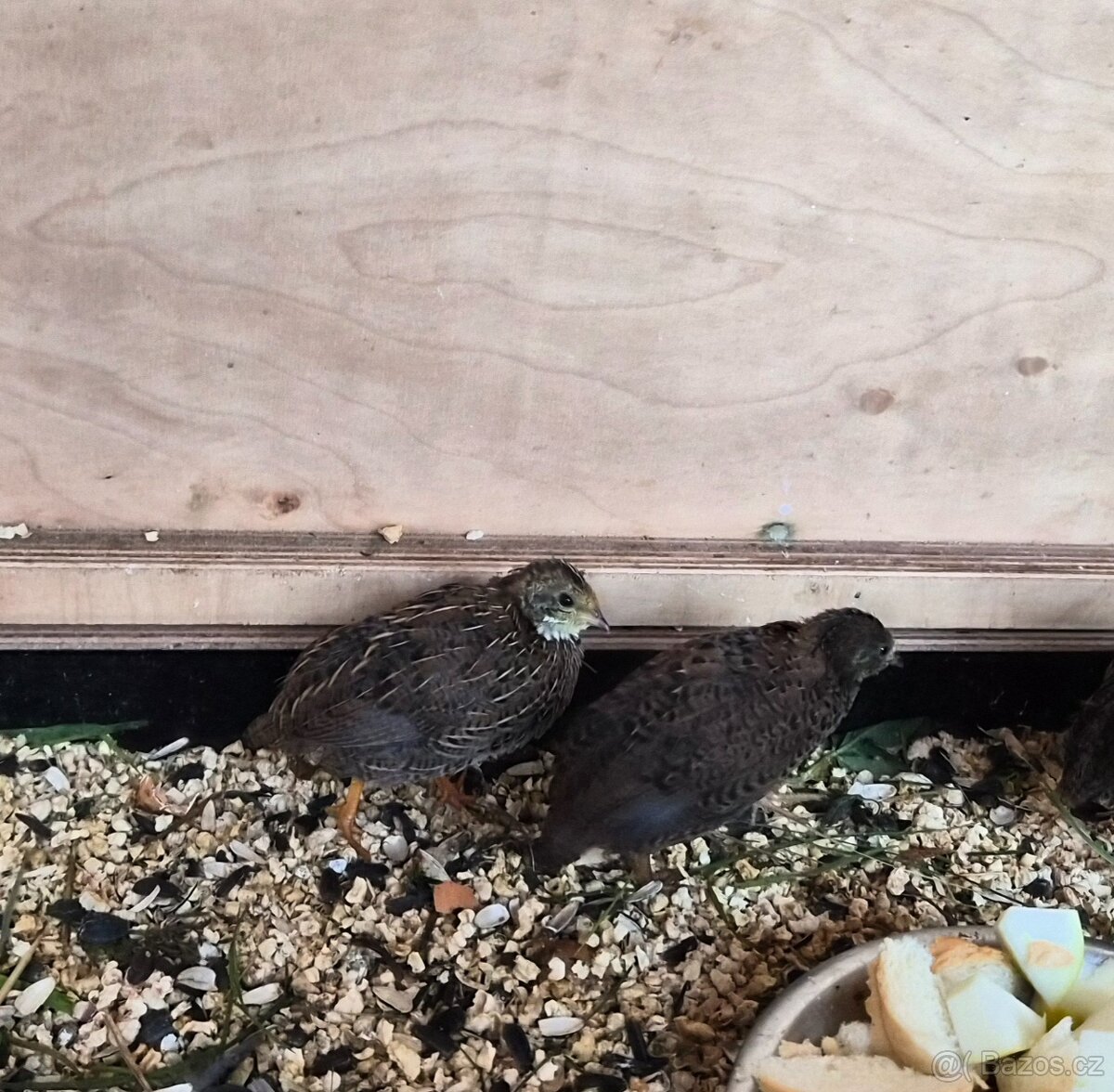 Křepelka čínská - 2