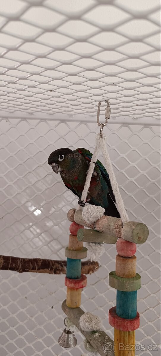 Pyrura červenobřichý - 2