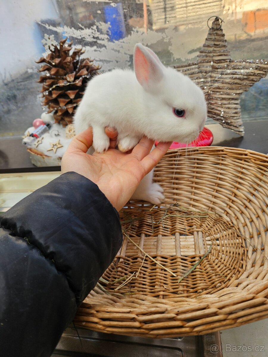 Zakrslý králík - 2