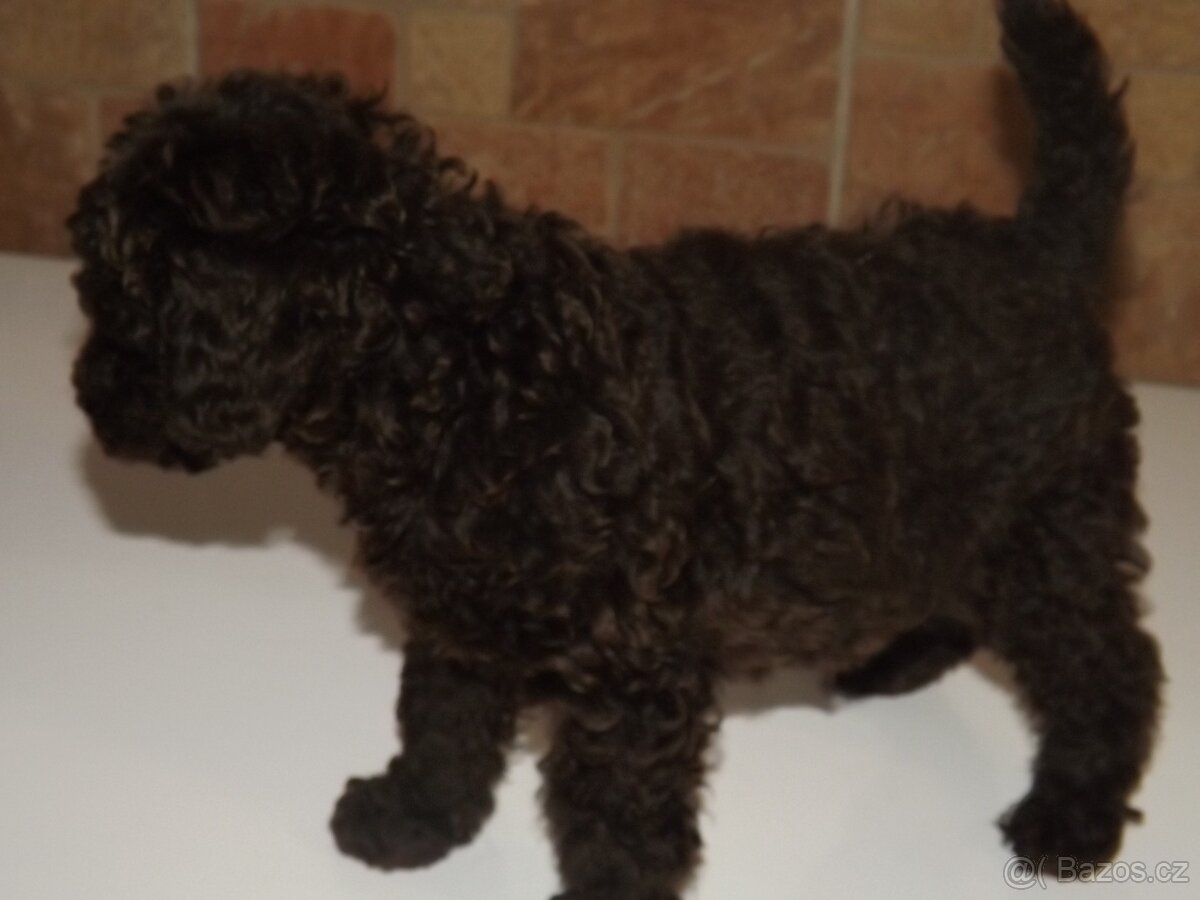 Pudl střední hnědý s P.P. - 2