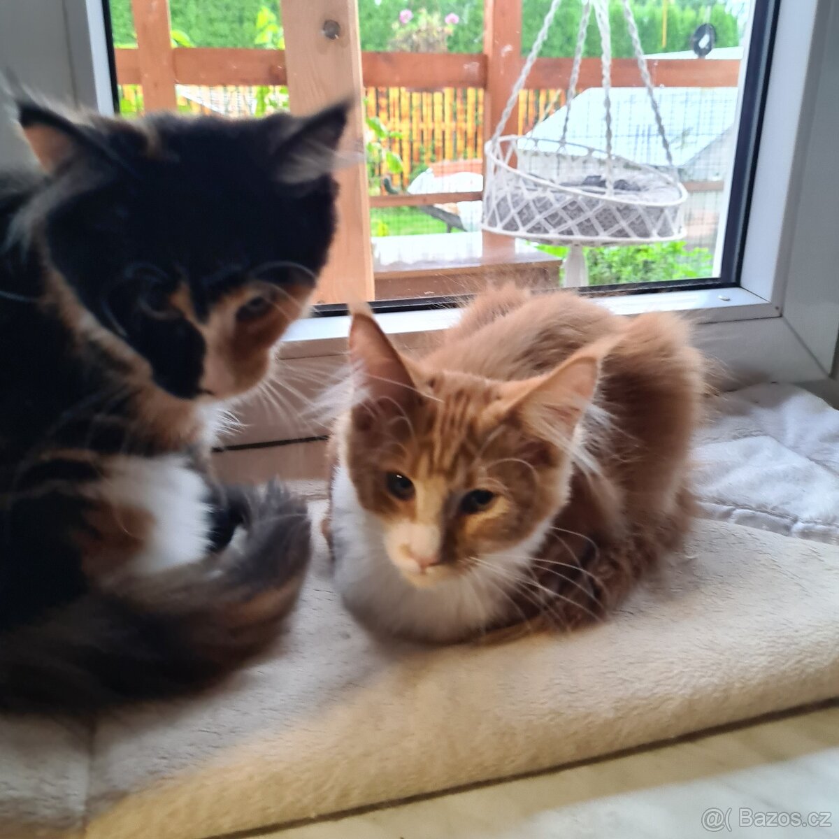 Mainská mývalí koťátka s PP - 2