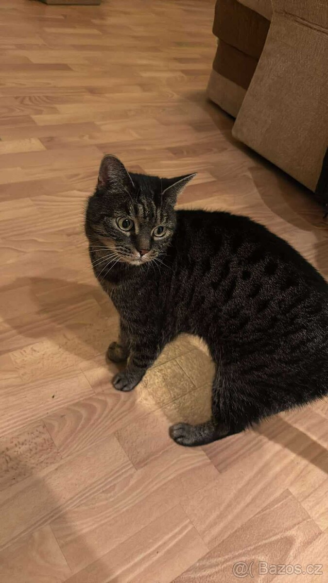 Simonek naléhavě potřebuje domov - 2