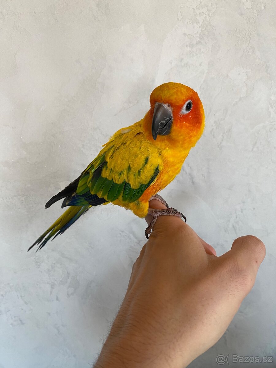 Aratinga Sluneční - Ručně Dokrmená samička - mega mazel - 2