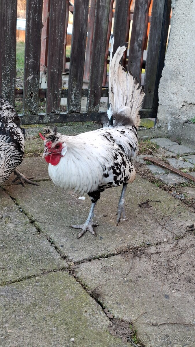 Apencelský chocholáč - 2