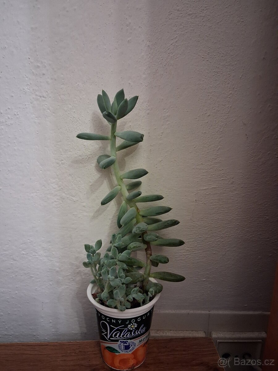 Pokojové rostliny 1 - 2