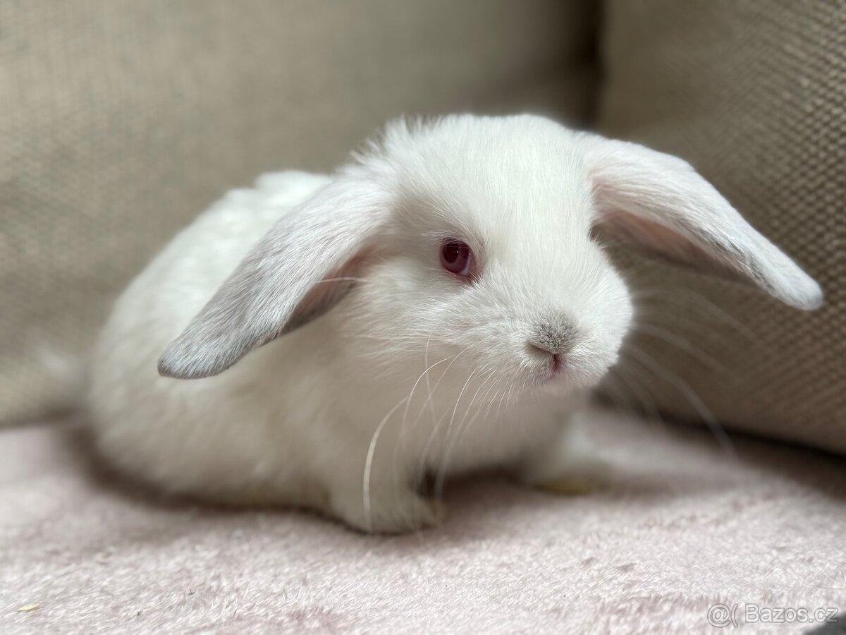 Zakrslý beránek s PP - 2