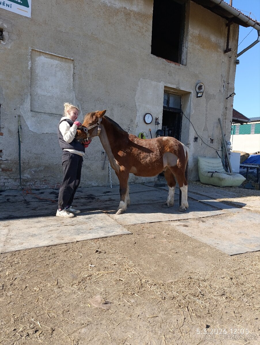 Pony valach 13 let cca 130cm - 2