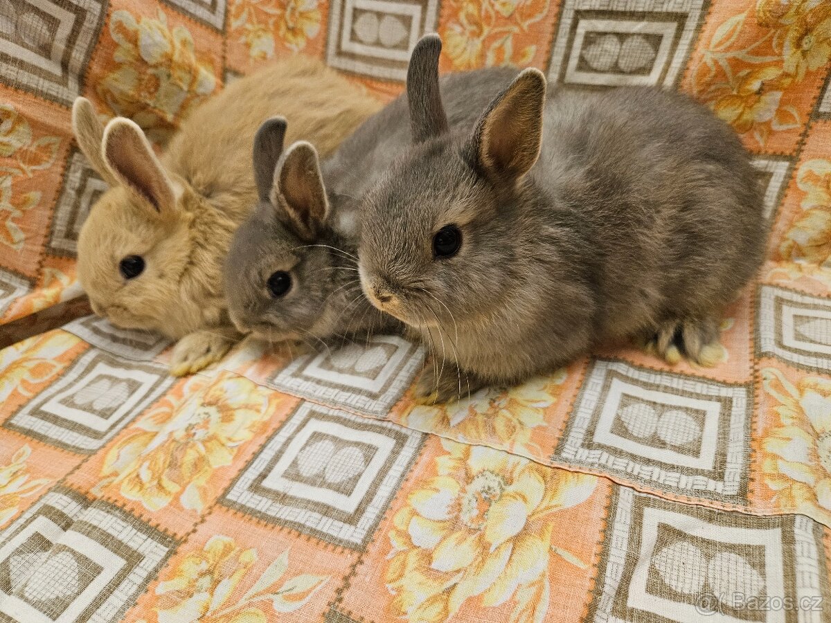 Zakrslý králíček - 2