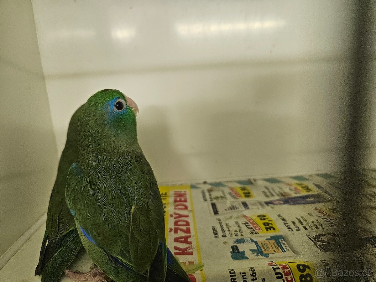 Papoušíček brýlatý - 2