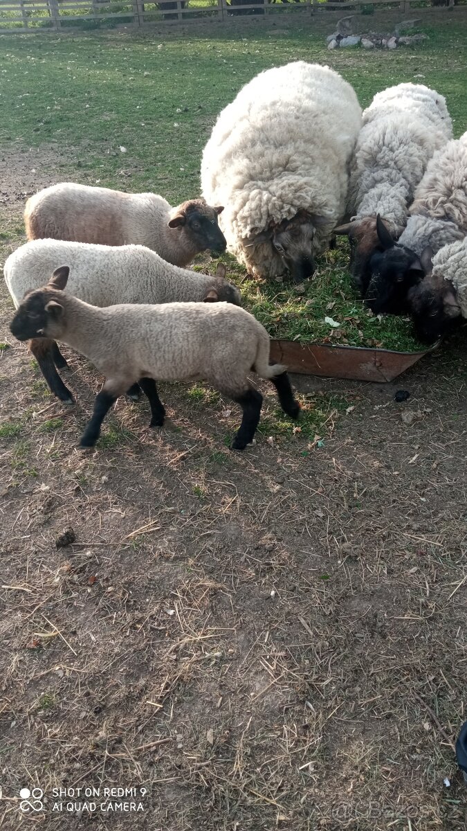 Prodám jehňata - 2