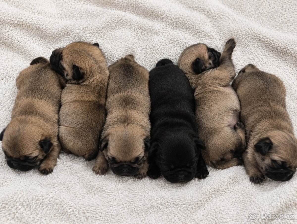 Mops s PP - 2