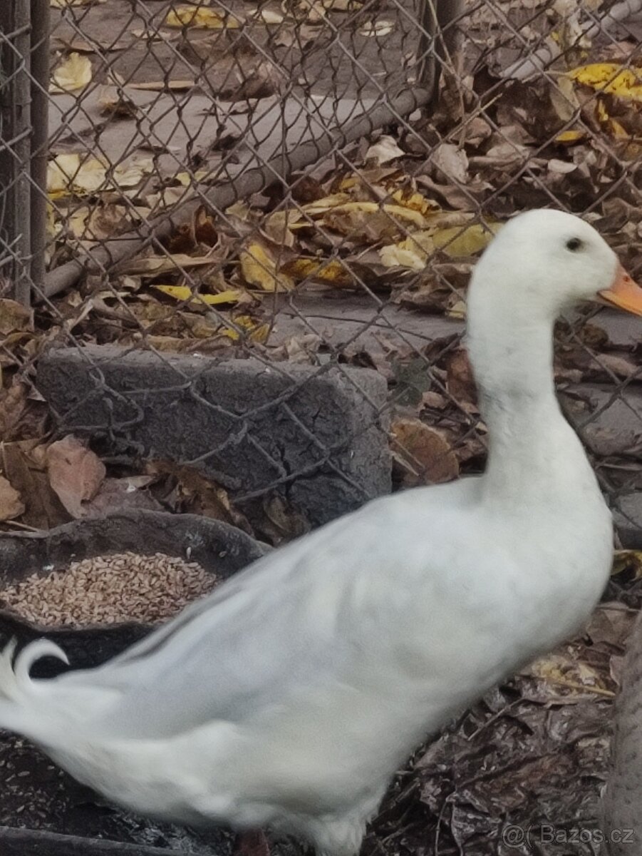 Indický běžec - 2