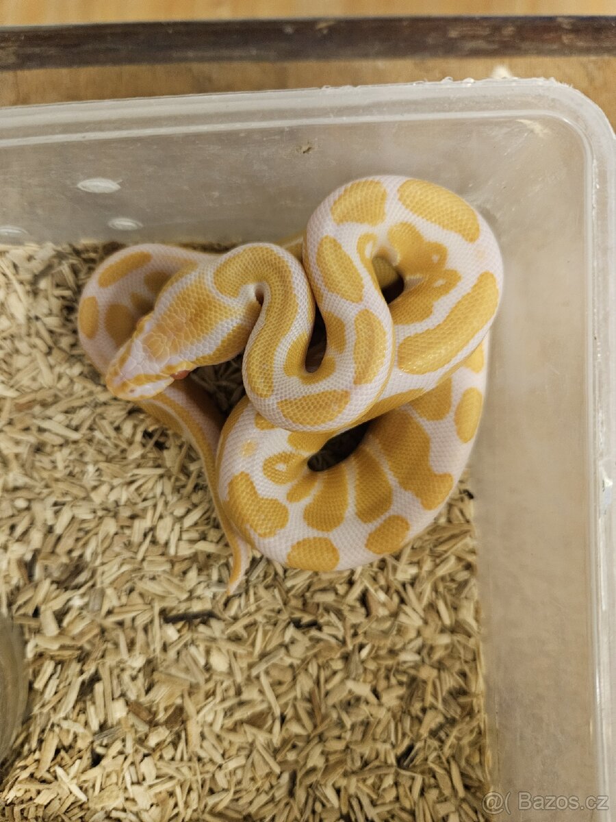 Krajta královská, Python regius - 2