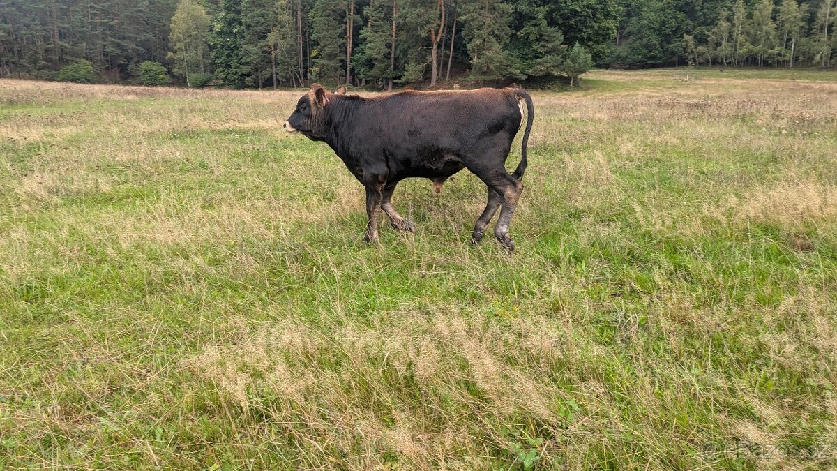Prodám býčka Jersey - hodný, bez rohů - 2
