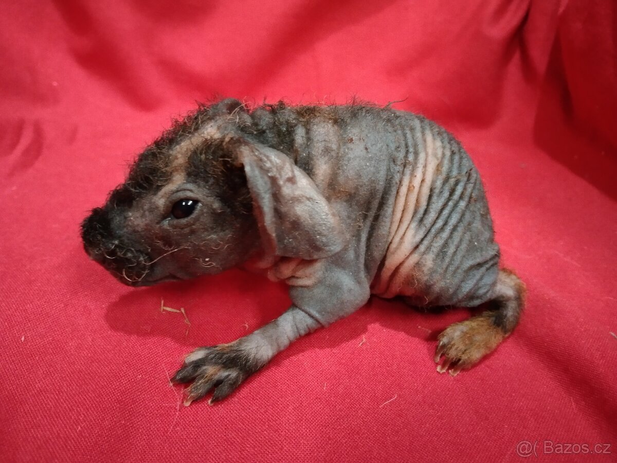 Morče skinny, sameček s PP - 2