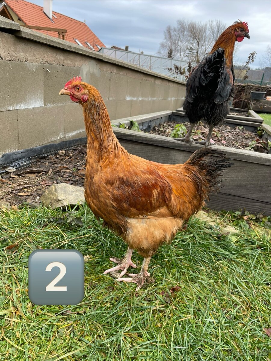 Kohouti - brahmanky do hobby chovu - 2