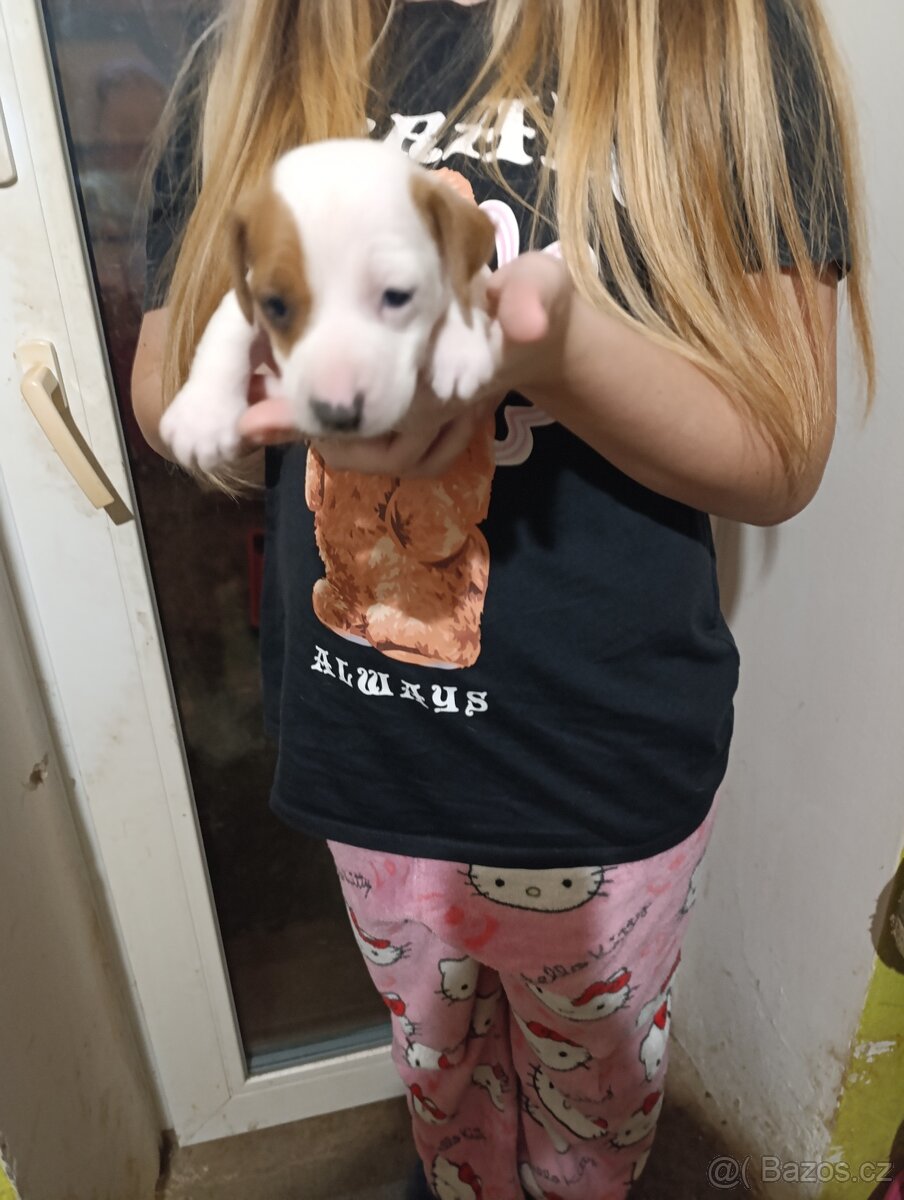 Štěňata Jack rasell - 2