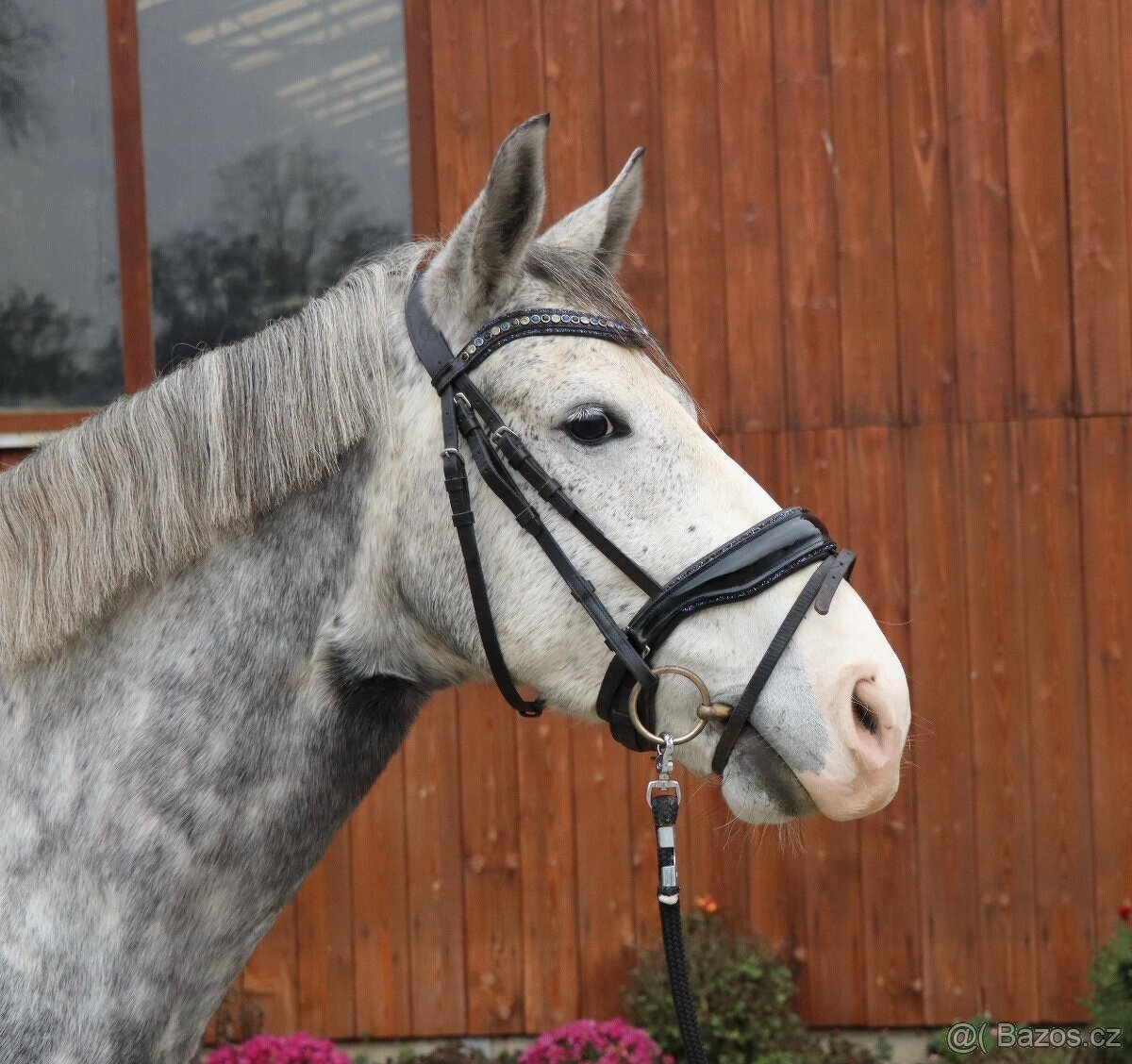 Kvalitní pony učitel - 2