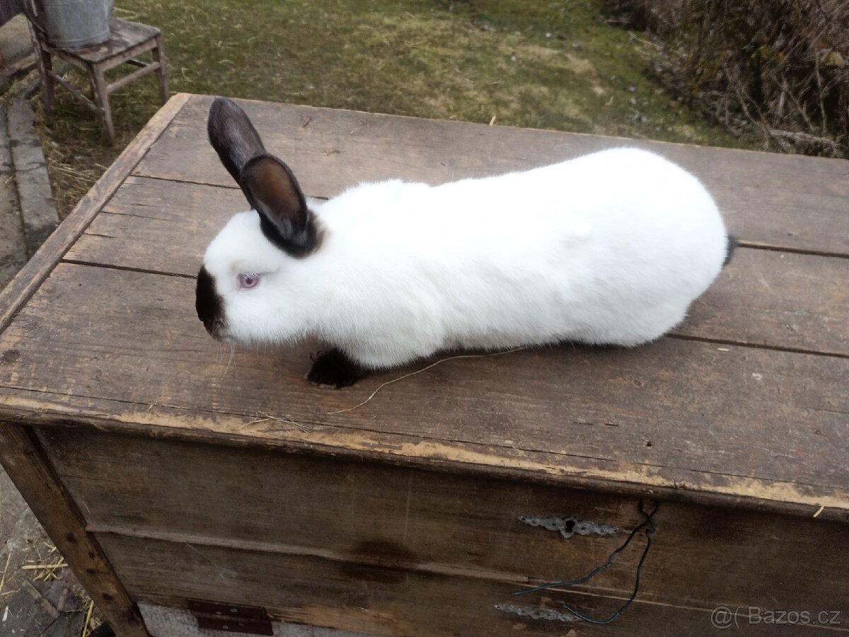 Kalifornský kralík samice - 2