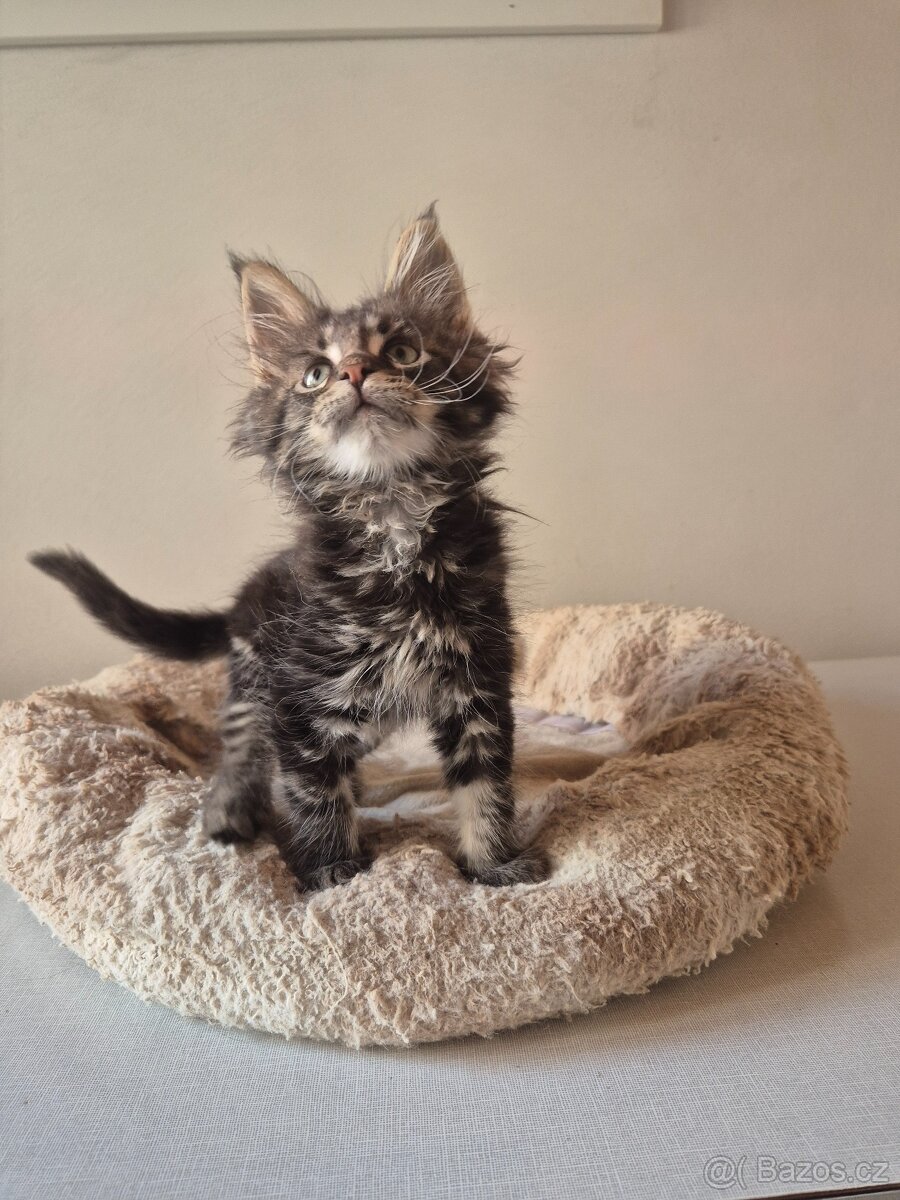 Mainska mývalí kočka s PP - 2