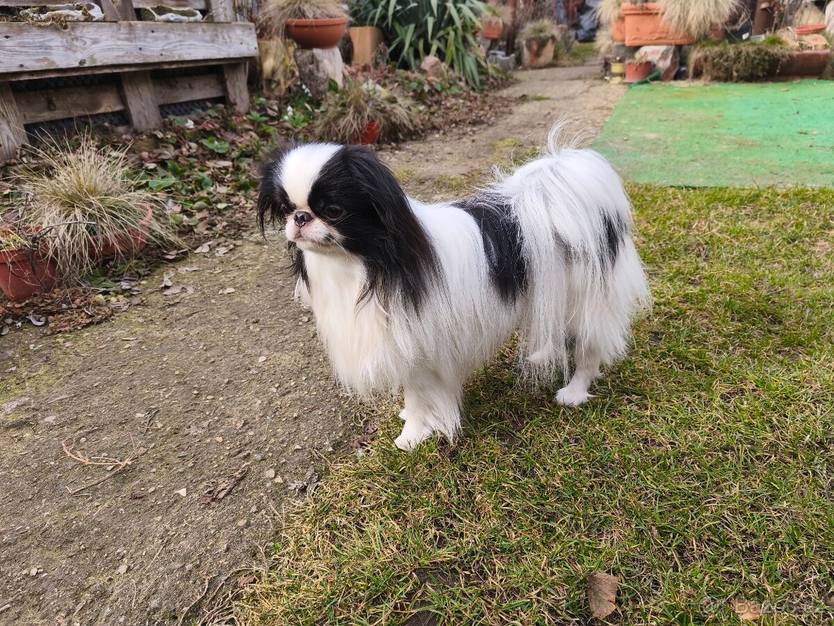 Japonský chin - 2