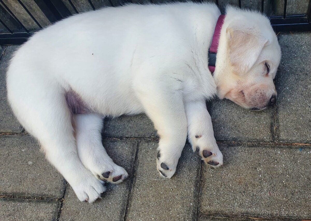 Štěnátko labradora s PP - 2