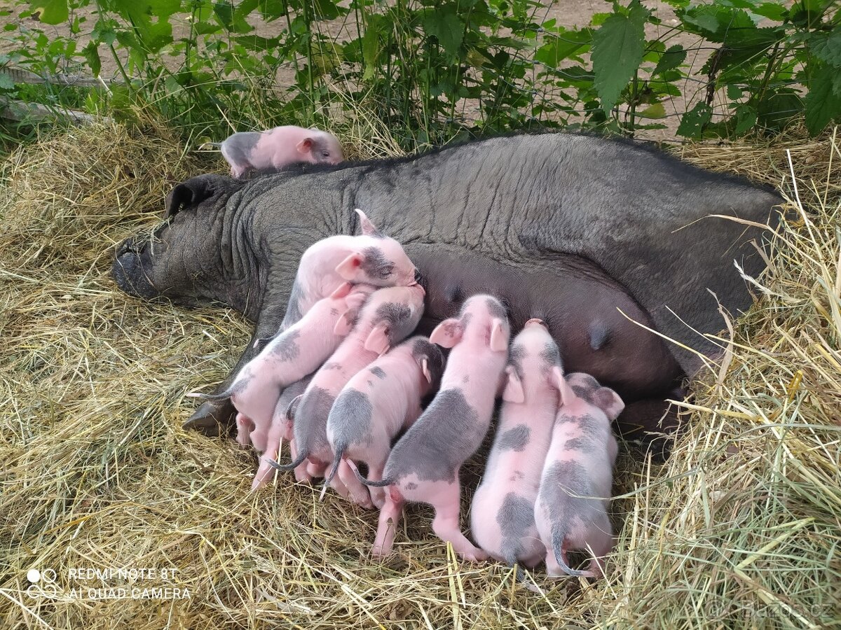 chovná sviňka černé klapouché - 2