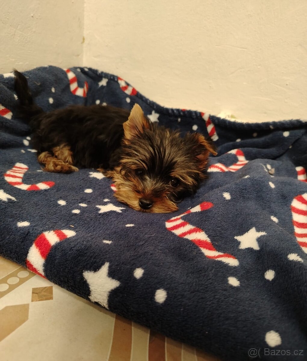 Jorkširsky teriér yorkširsky teriér - 2