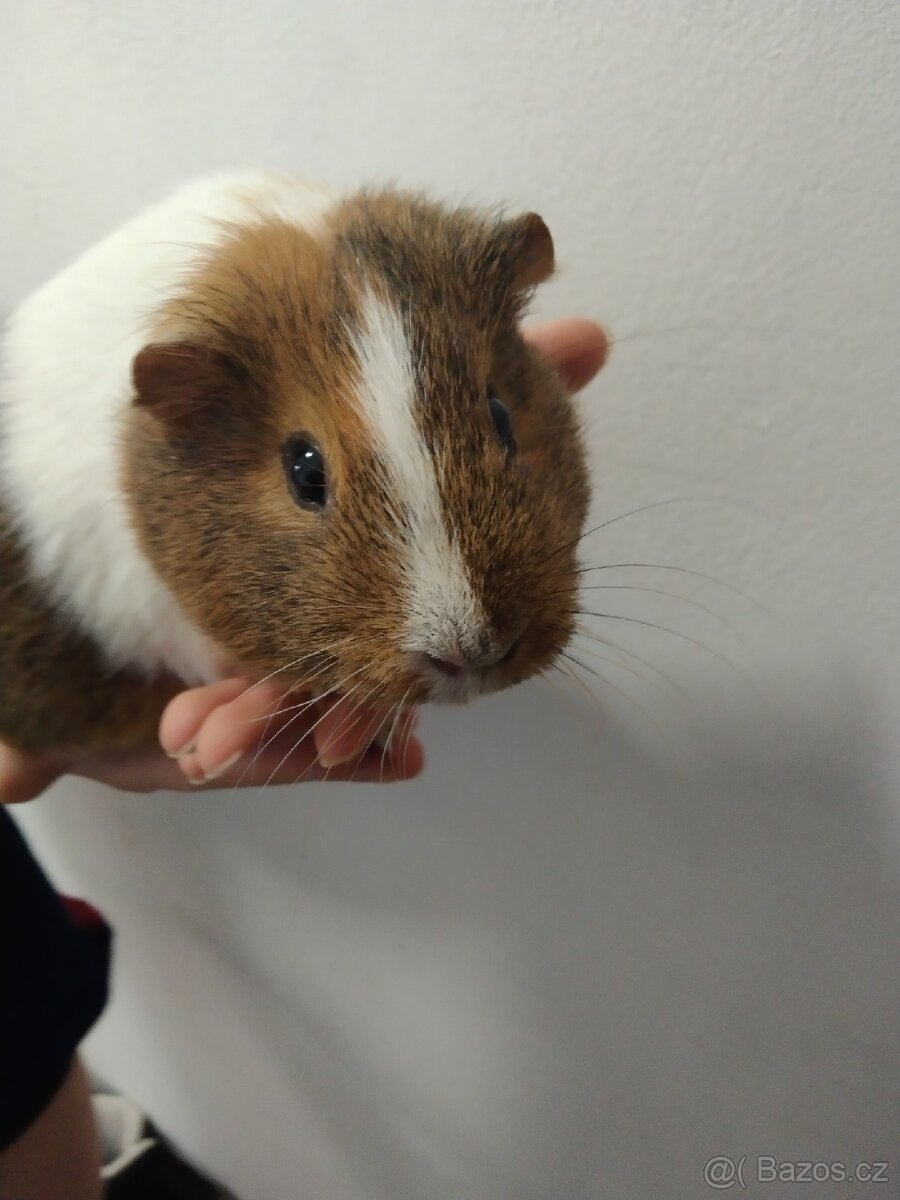 Prodám morčátko - 2