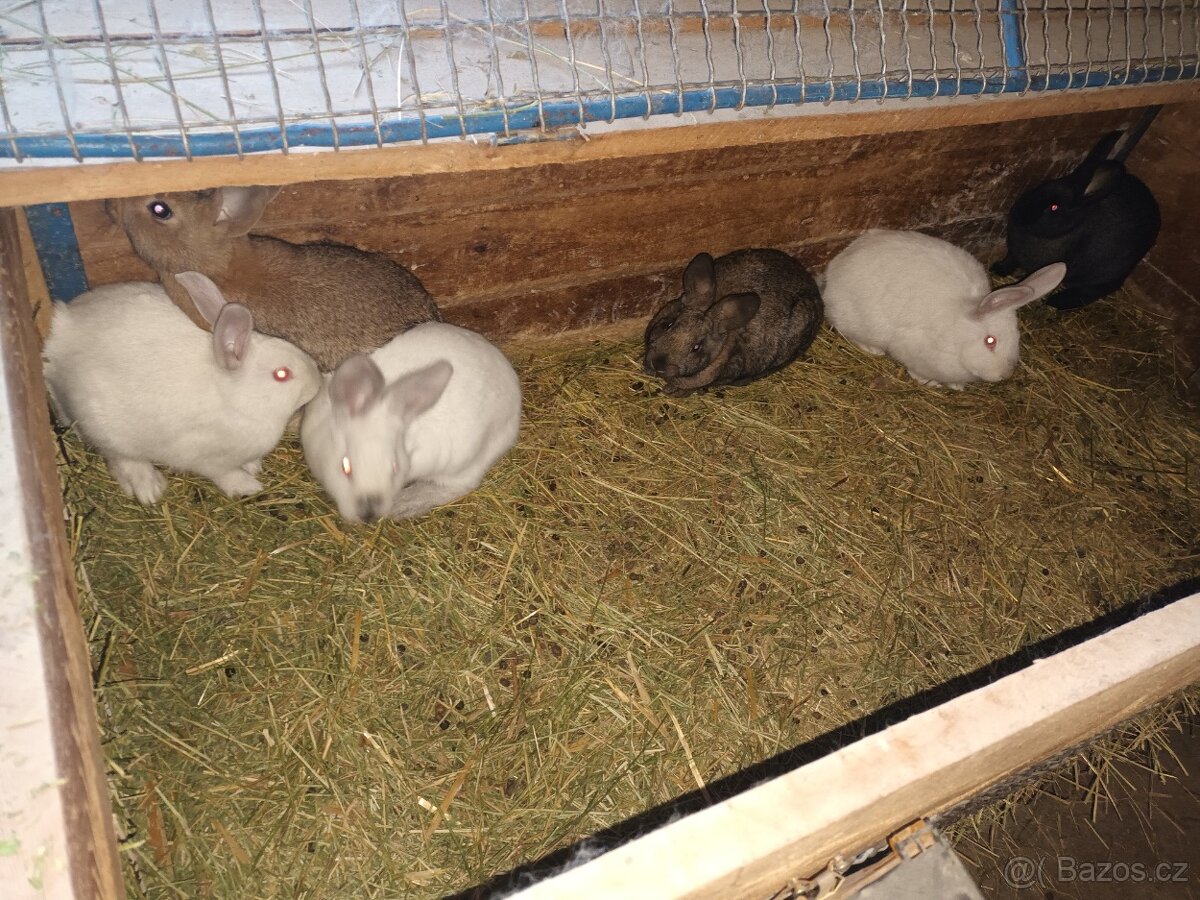 Králíci na dokrmení - 2