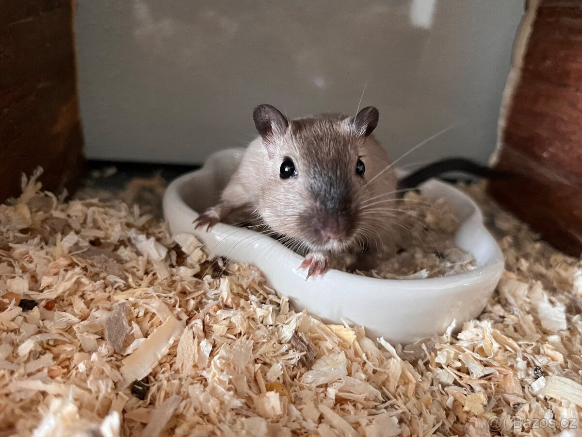 Pískomil Mongolský - 2