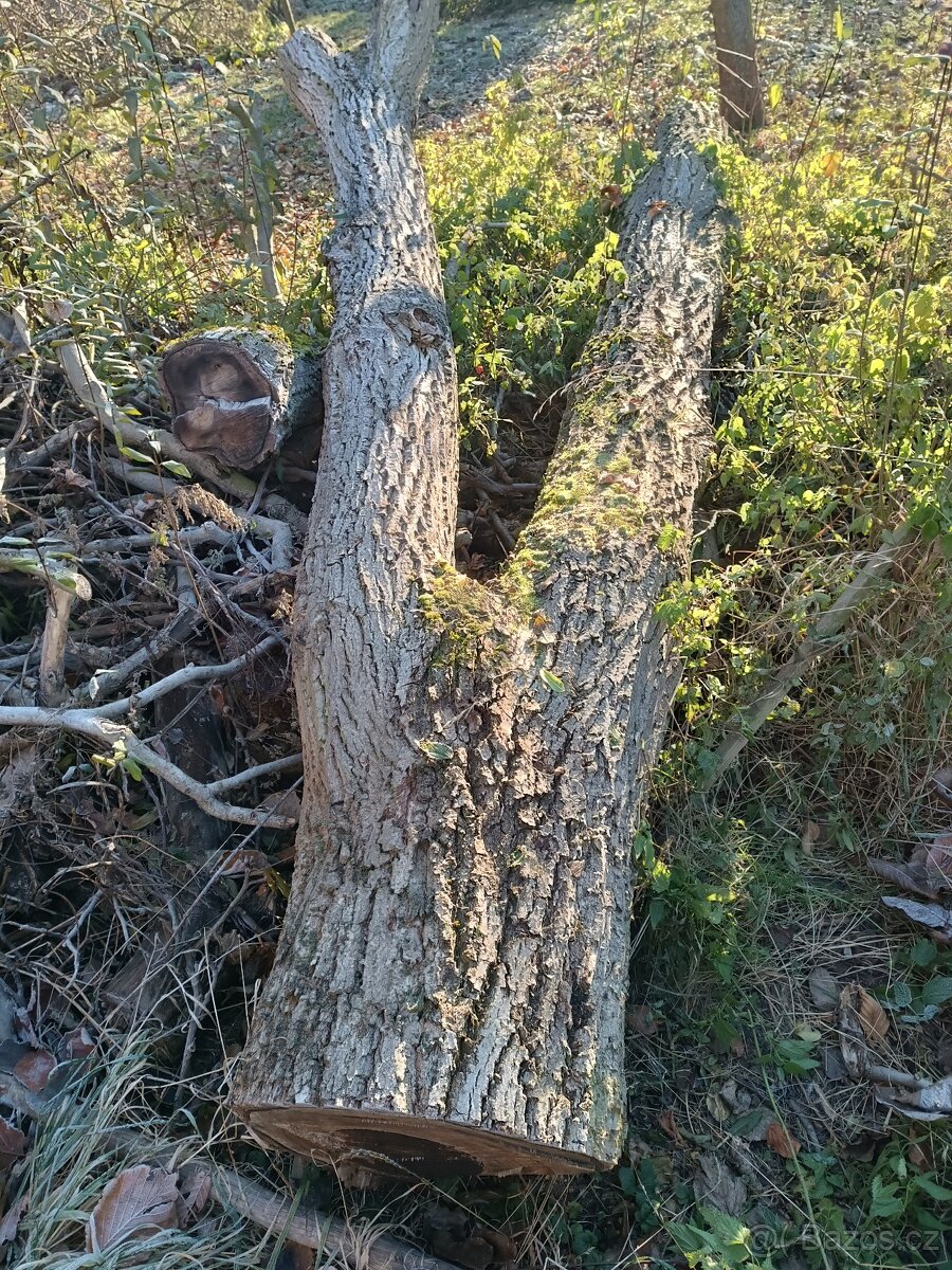 Kmen ořechu - 2