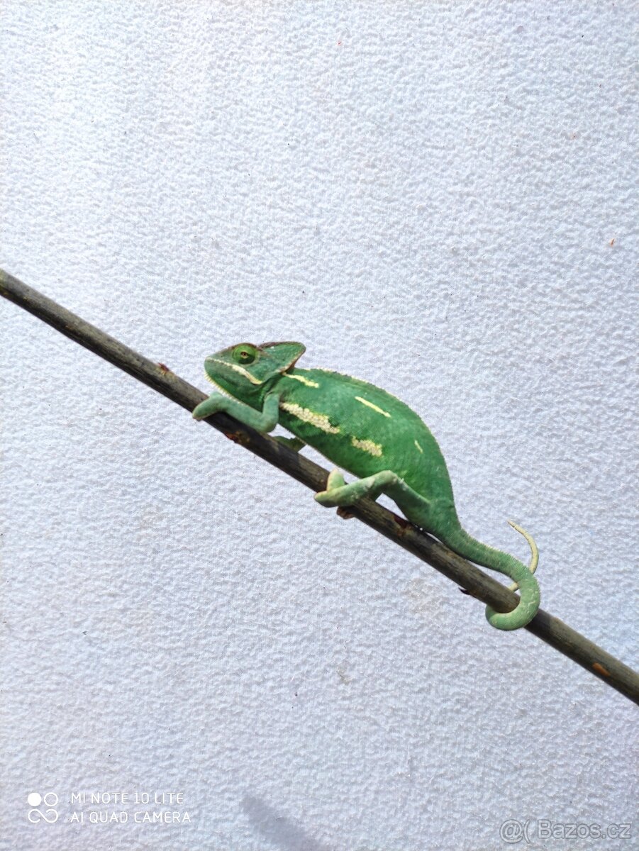 chameleon jemenský, terárium - 2