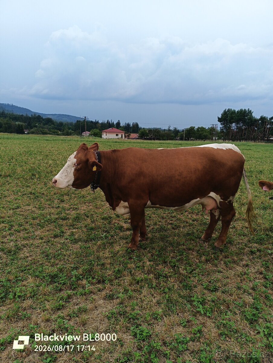 Kráva čestr - 2