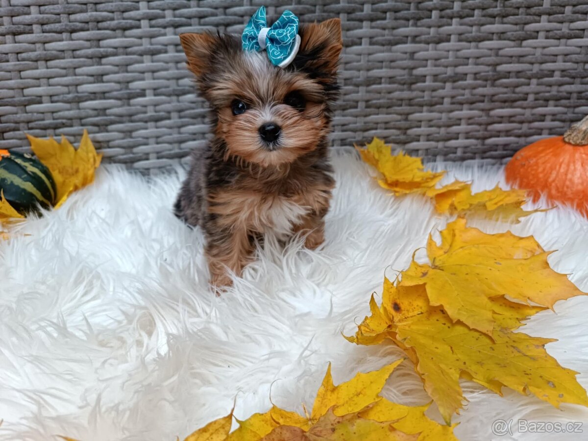 Jorkšírský teriér s PP - 2