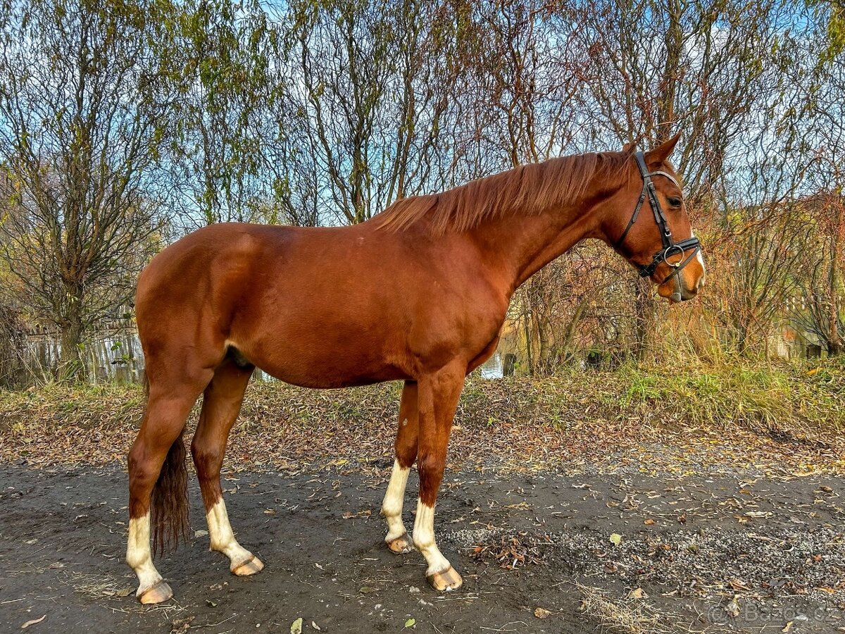 Valach do sportu - 2