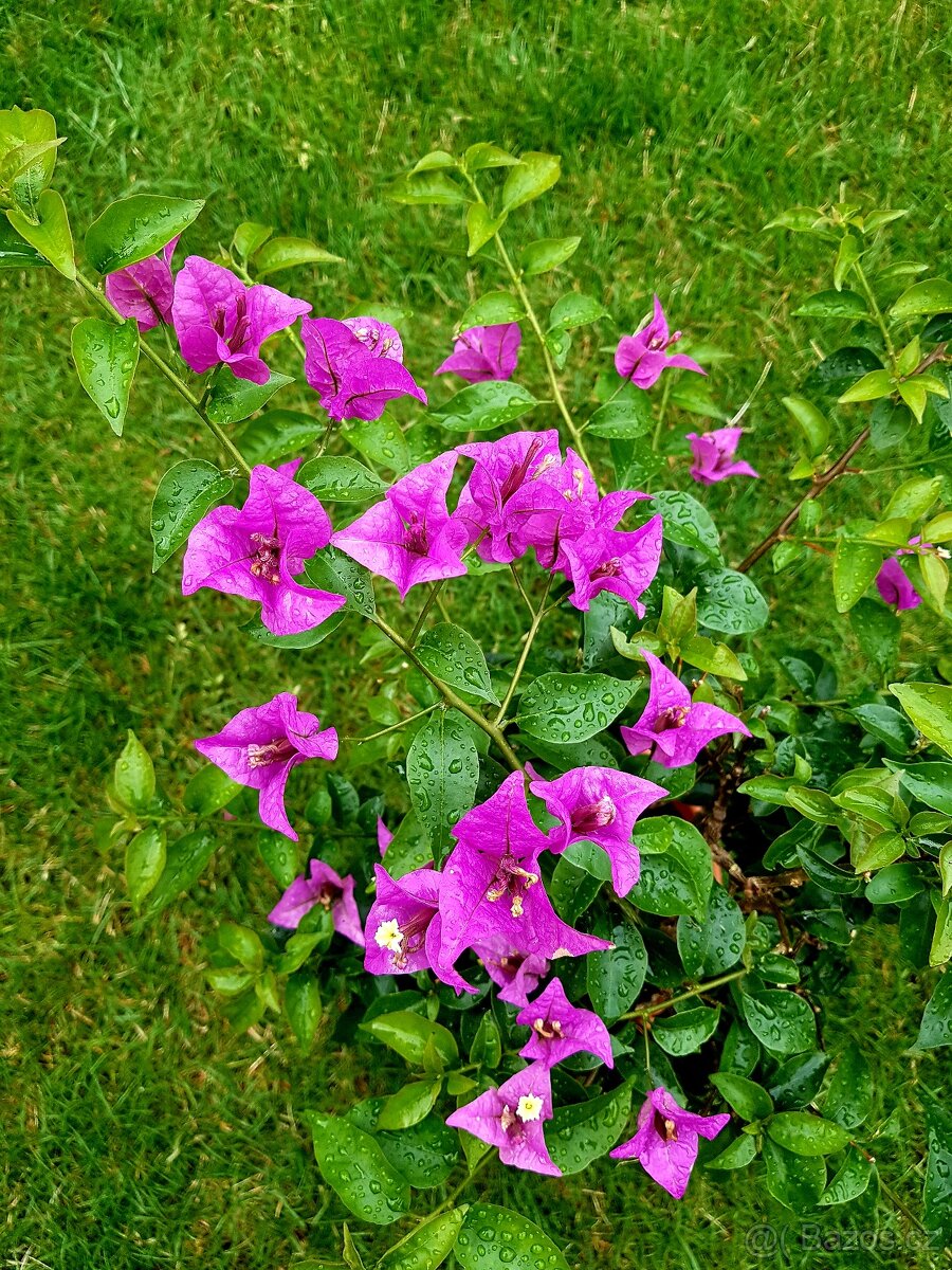 Bougainvillea, Bouga, Glabra, balkonové rostliny stromky - 2